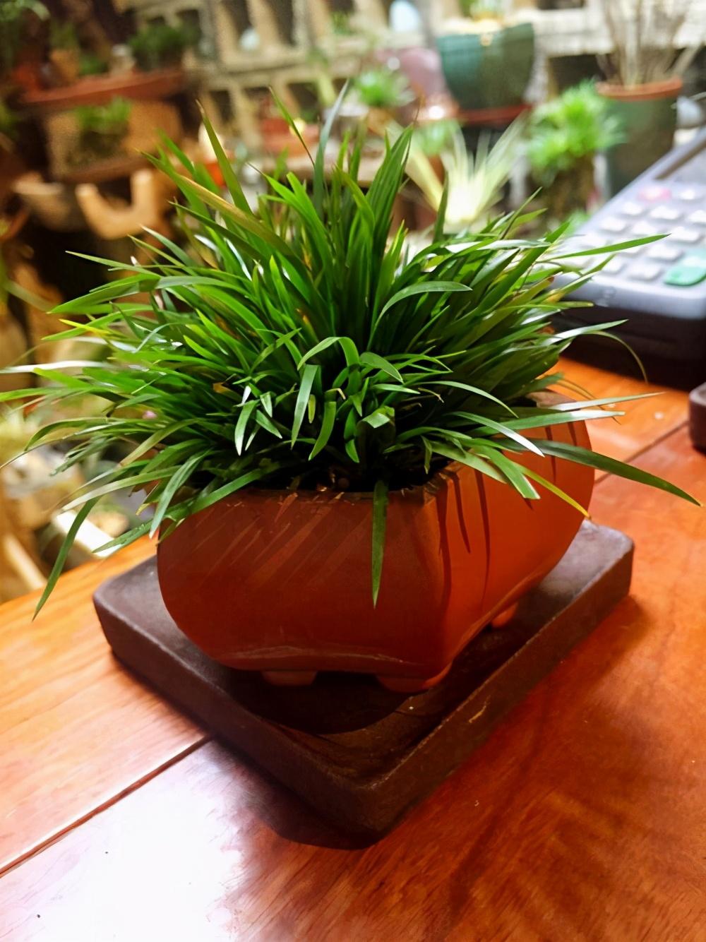 办公桌上放什么植物好？（适合办公室养的花和植物）(图2)