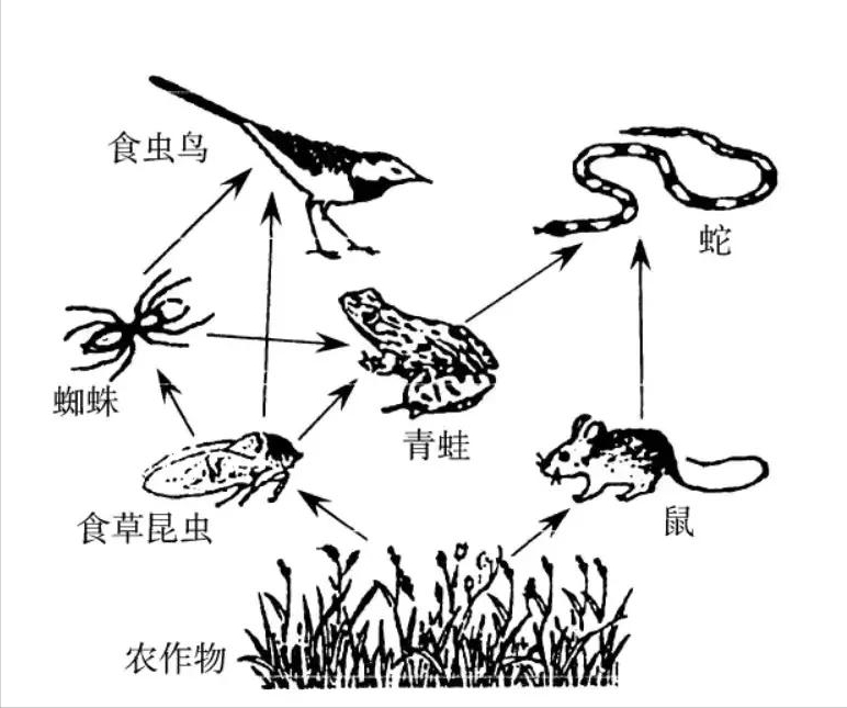 家里进蛇能打死吗（浅谈家中进蛇该怎么办）(图12)