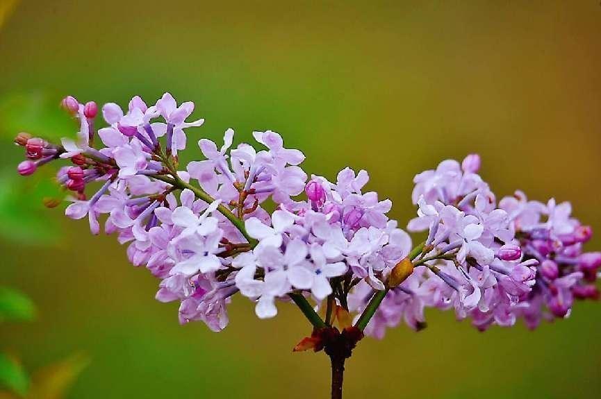 丁香花能放在室内吗（解读家里为啥不能养丁香）(图2)