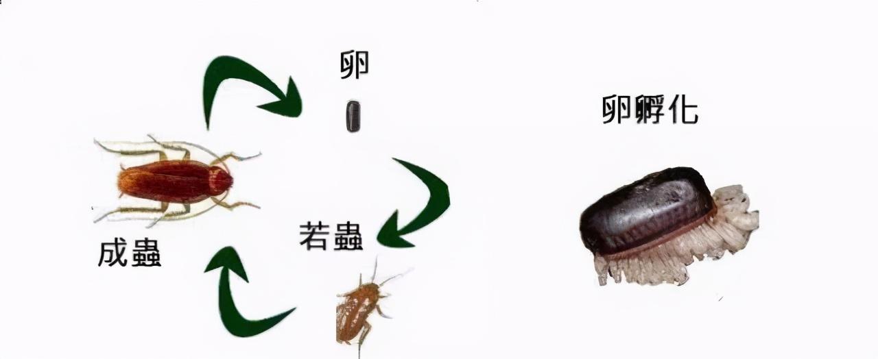 为什么不能用脚踩蟑螂？（生物知识科普）(图6)