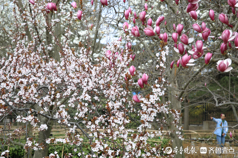 迎春花开的时间是什么时候？(迎春花的花期完全攻略)(图3)