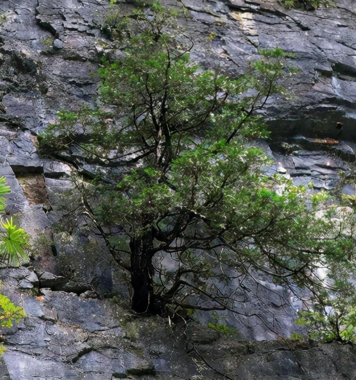 崖柏属于哪一类植物？(了解崖柏植物分类)(图1)