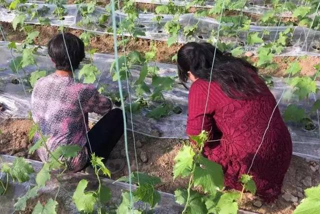 地膜的作用及优缺点分析（保护土壤水分，防止太阳能不上水）(图9)