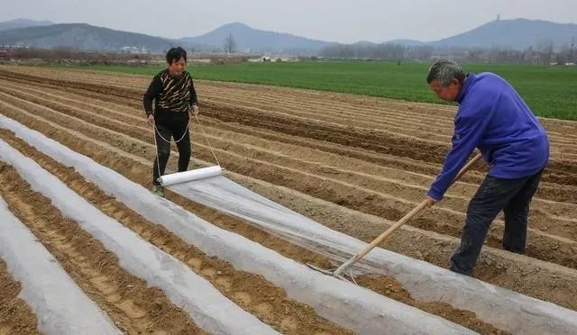 地膜的作用及优缺点分析（保护土壤水分，防止太阳能不上水）(图25)