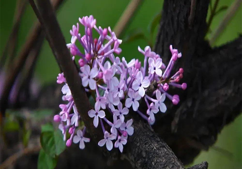 五月丁香花开时，赏花攻略大公开 (旅游)(图2)