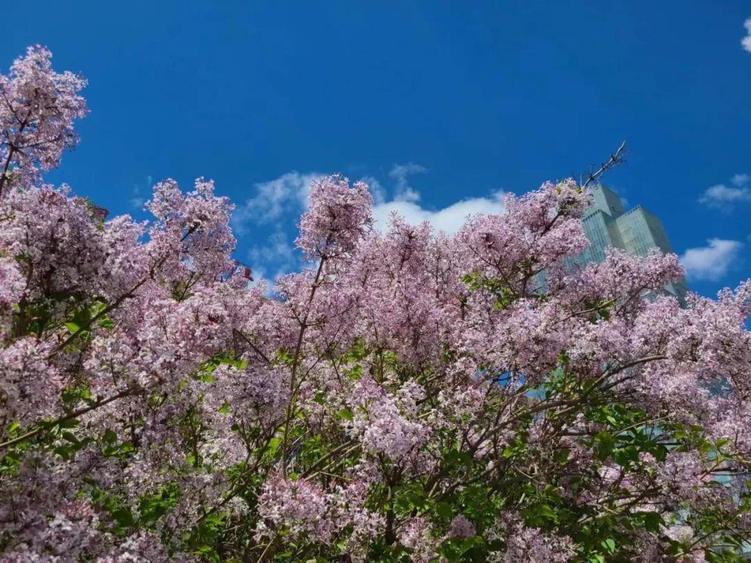 五月丁香花开时，赏花攻略大公开 (旅游)(图4)