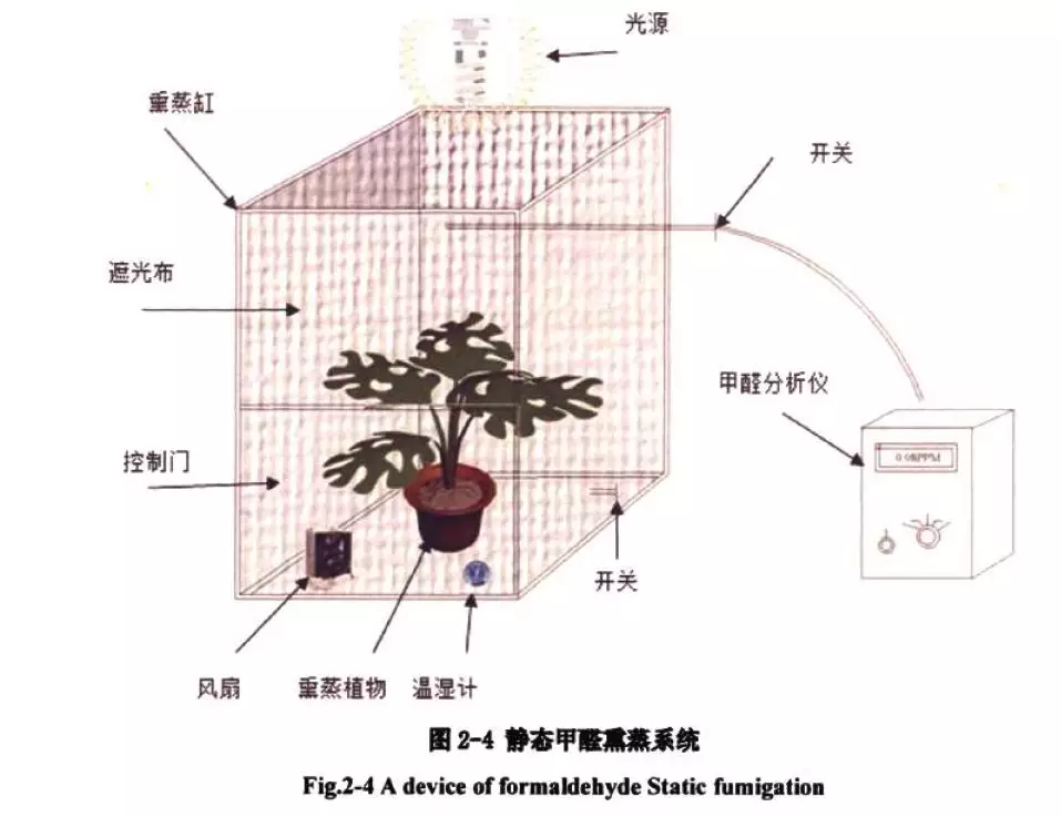 绿萝除甲醛真的有效吗？（科学解析植物净化空气能力）(图1)