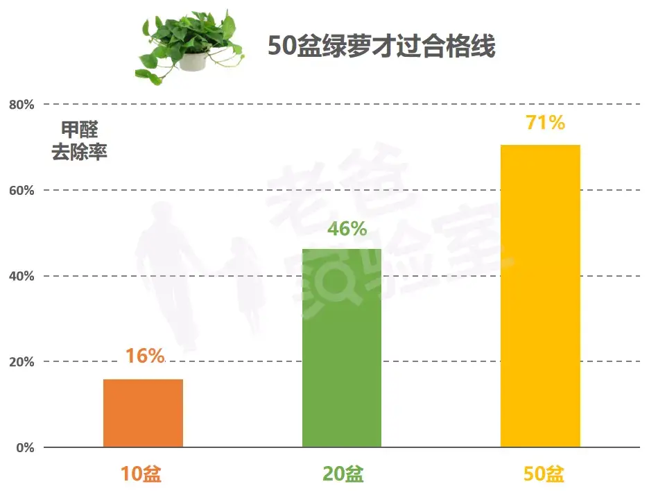 绿萝除甲醛真的有效吗？（科学解析植物净化空气能力）(图5)