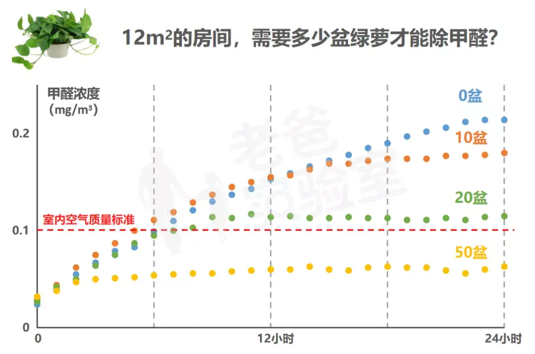 绿萝除甲醛真的有效吗？（科学解析植物净化空气能力）(图4)