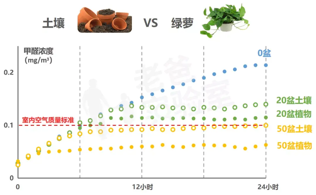 绿萝除甲醛真的有效吗？（科学解析植物净化空气能力）(图9)