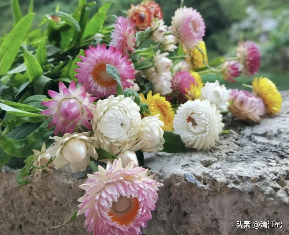 贝壳花：美丽与实用兼备的室内植物（养护方法大公开）(图2)