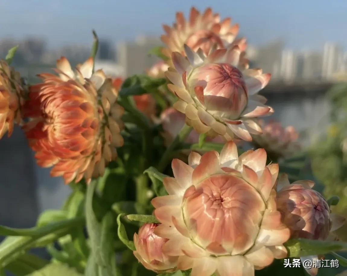 贝壳花：美丽与实用兼备的室内植物（养护方法大公开）(图9)