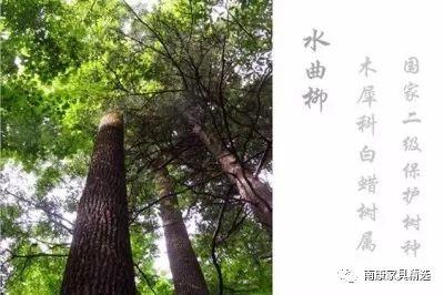 水曲柳家具的优缺点（了解水曲柳家具特点及购买要注意的问题）(图1)