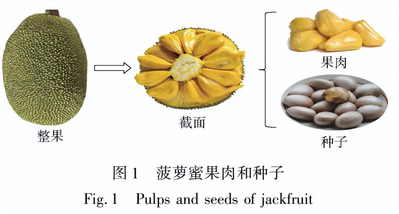 橡子和榛子的区别及特点（了解橡子和榛子在形态、味道和用途上的区别）(图4)