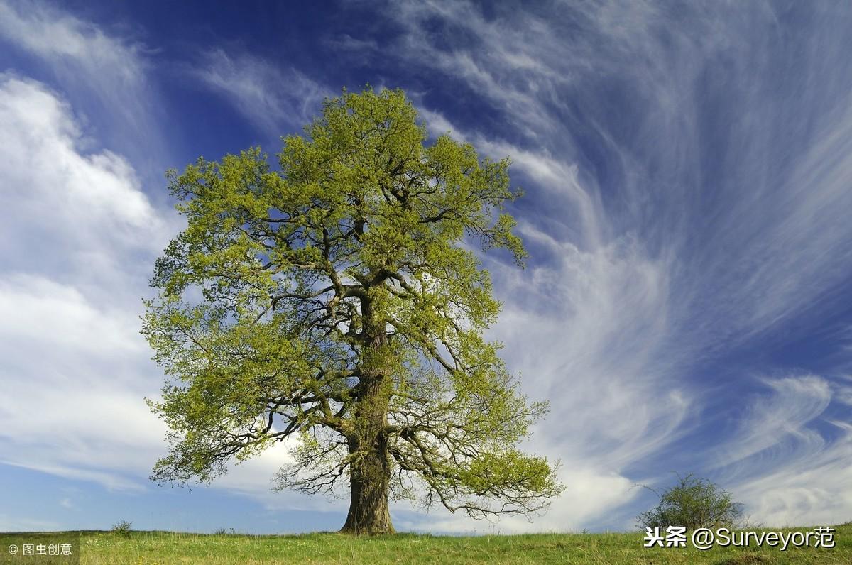 乔木和灌木的生长习性和区别（了解乔木和灌木在植物分类和生长特点上的区别）(图1)