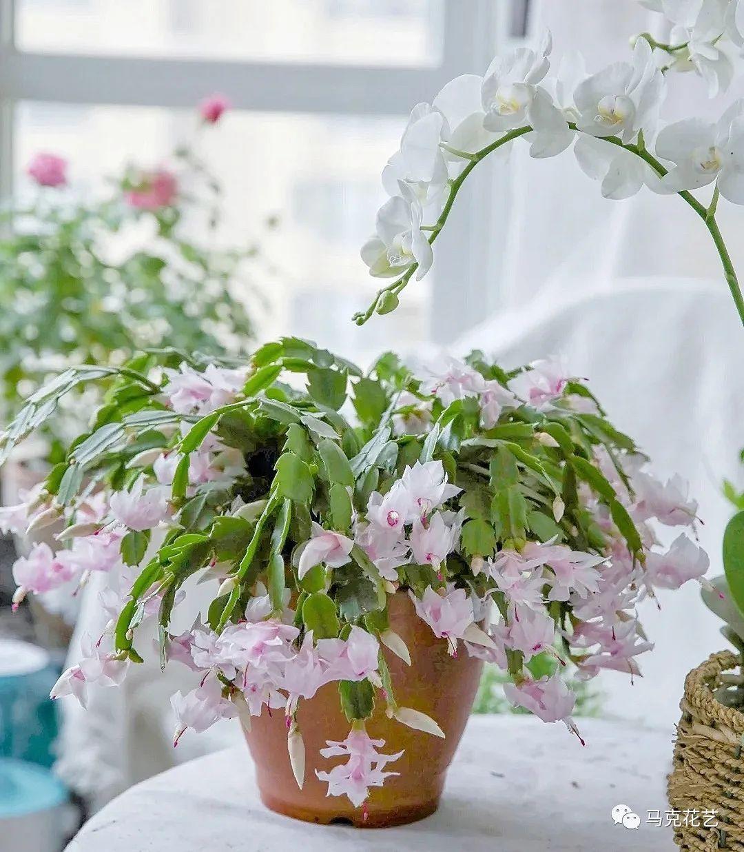 乔迁花篮的寓意和送礼场合（了解乔迁花篮的含义及适宜赠送的场合）(图50)