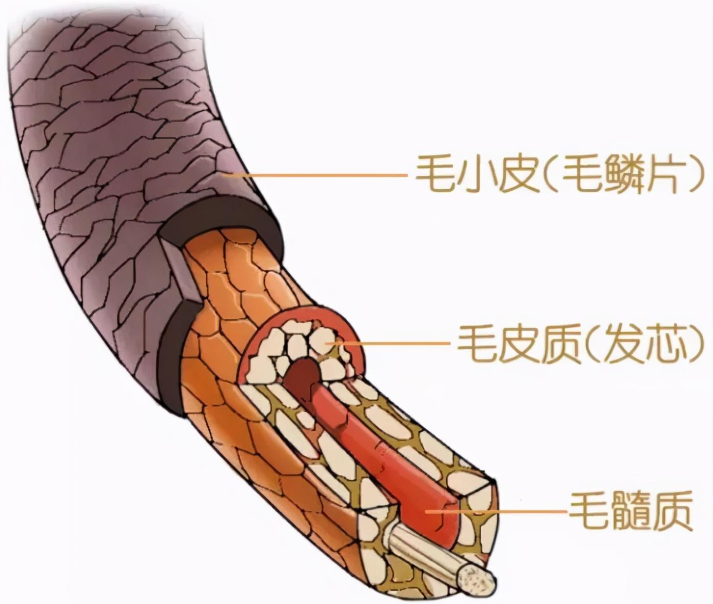 负离子吹风机与普通款的区别（选购吹风机需知，呵护柔顺发质）(图2)