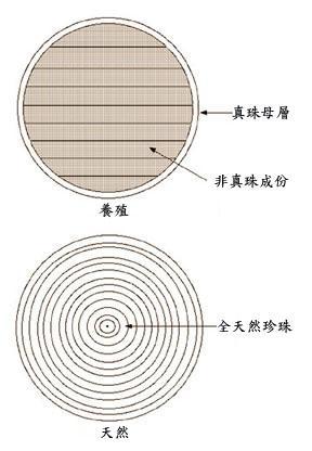 海水珍珠和淡水珍珠的区别（了解海水珍珠和淡水珍珠的产地、颜色和质地等方面的差异）(图10)