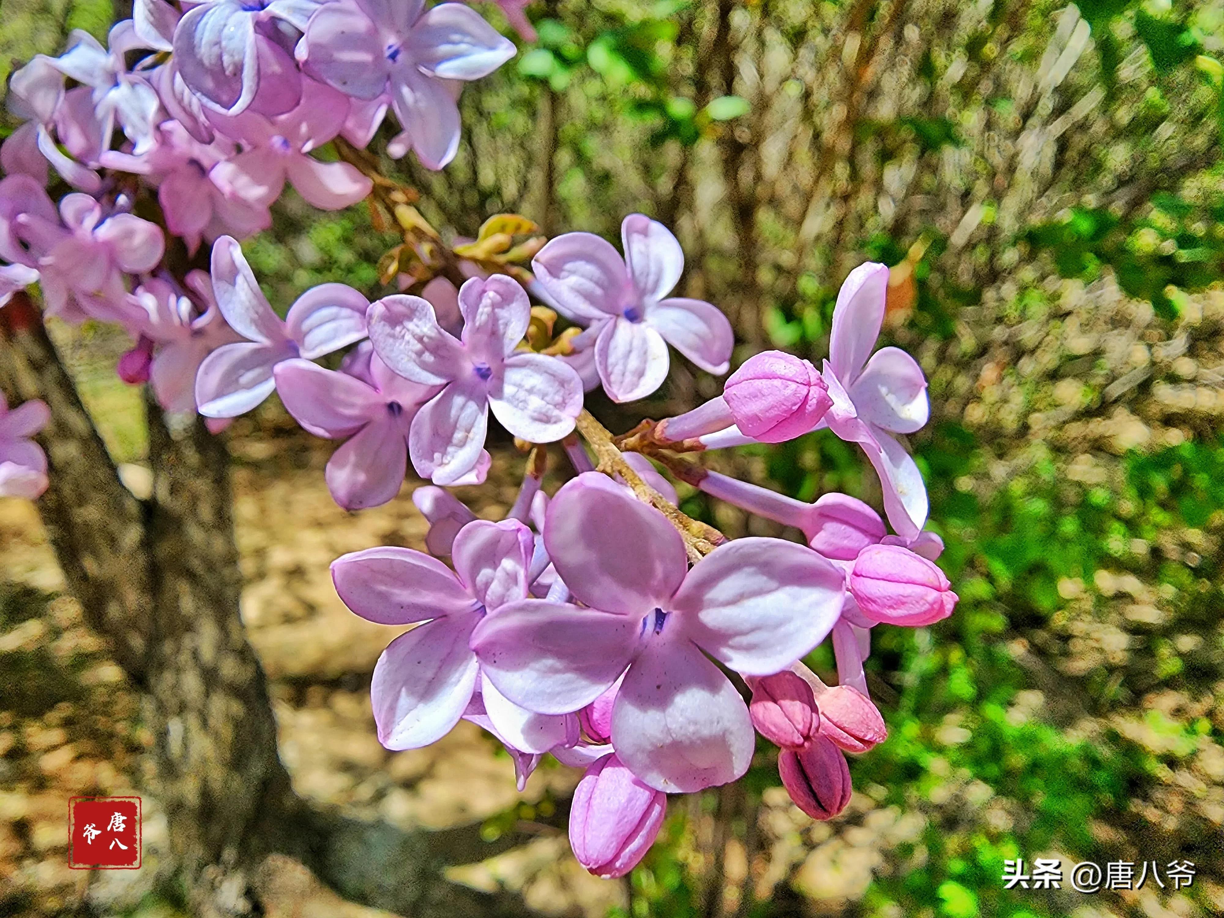 丁香5月，春天的芬芳（细数丁香五月的美好）(图3)