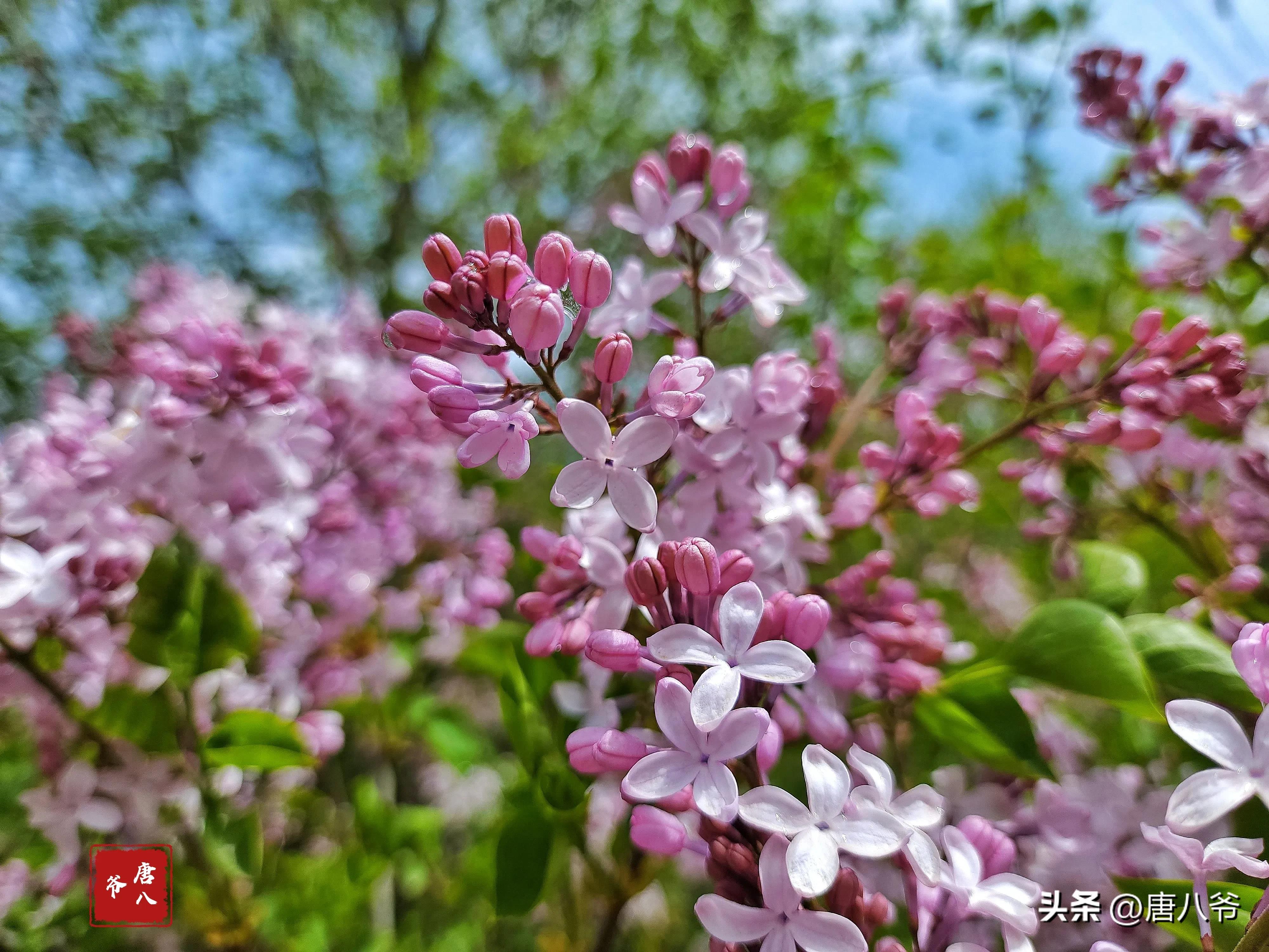 丁香5月，春天的芬芳（细数丁香五月的美好）(图5)