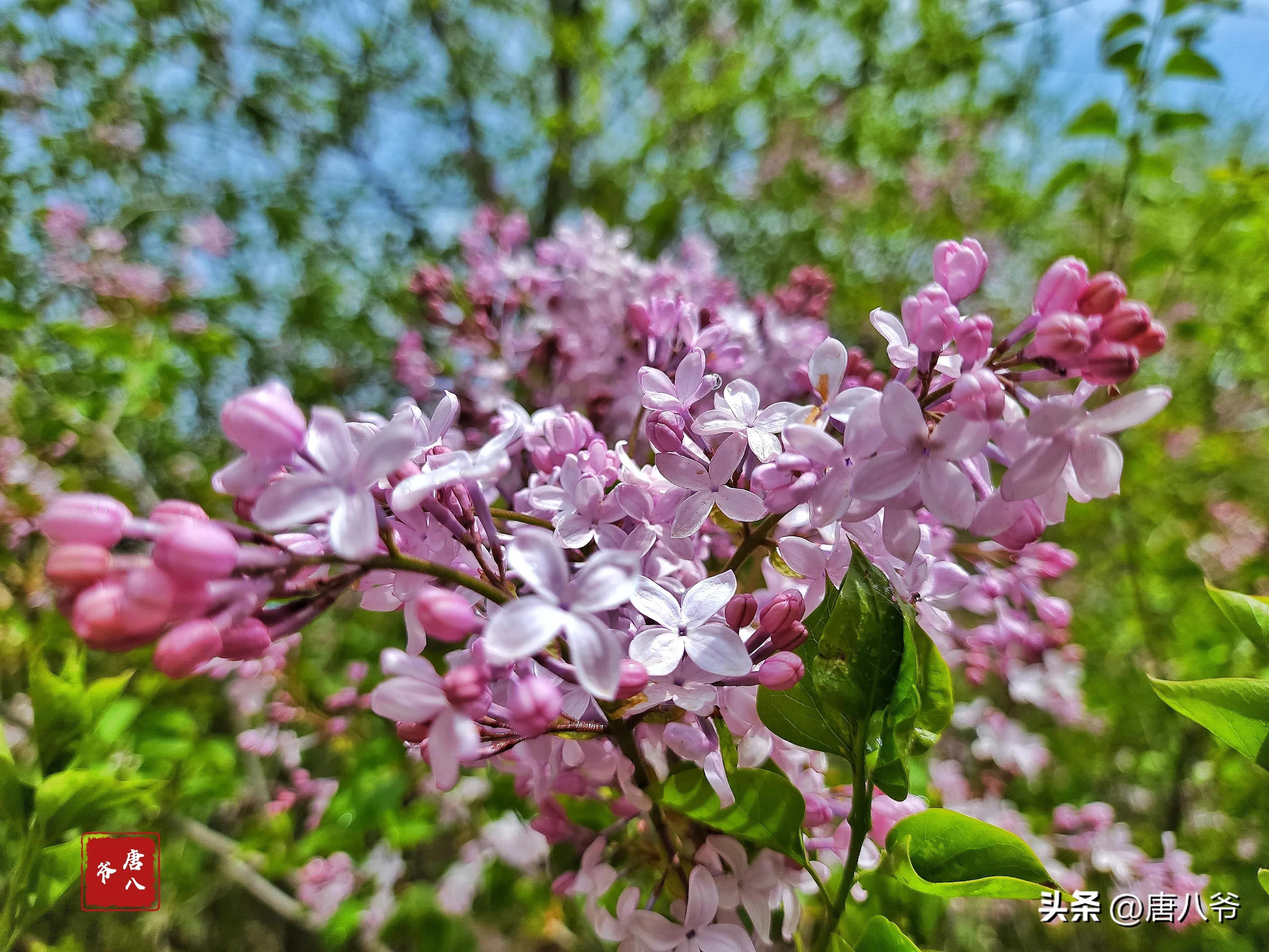 丁香5月，春天的芬芳（细数丁香五月的美好）(图4)