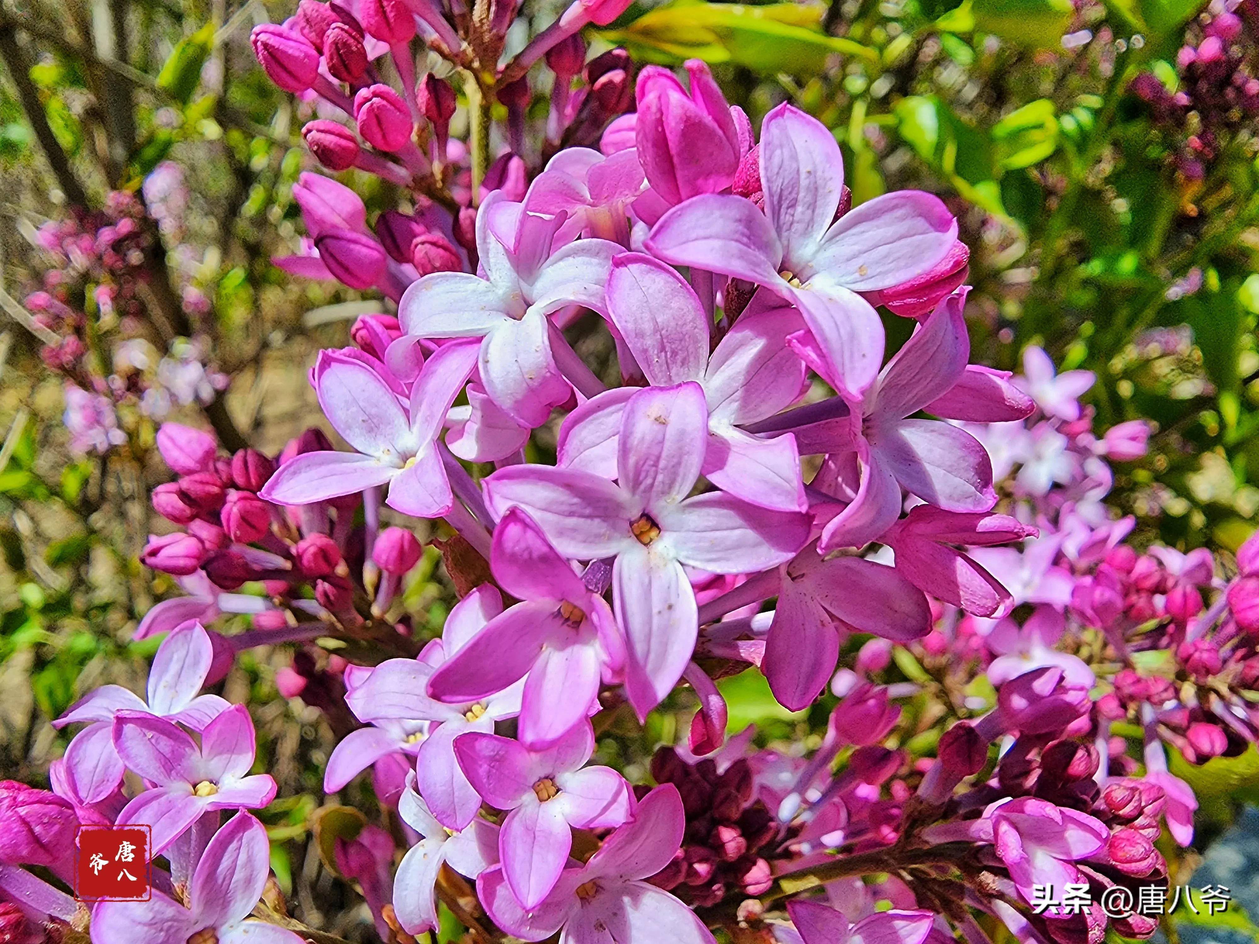 丁香5月，春天的芬芳（细数丁香五月的美好）(图6)