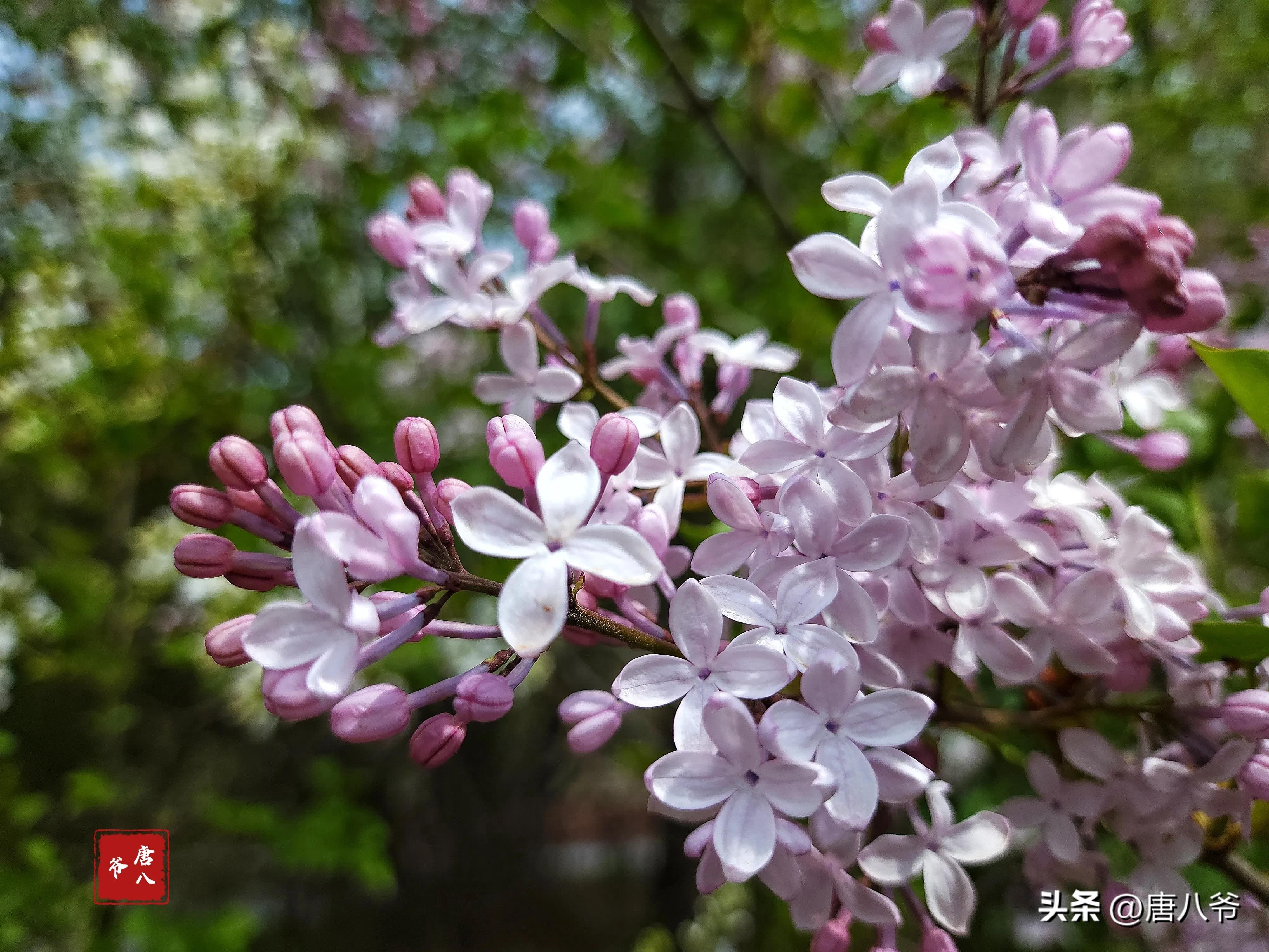 丁香5月，春天的芬芳（细数丁香五月的美好）(图7)