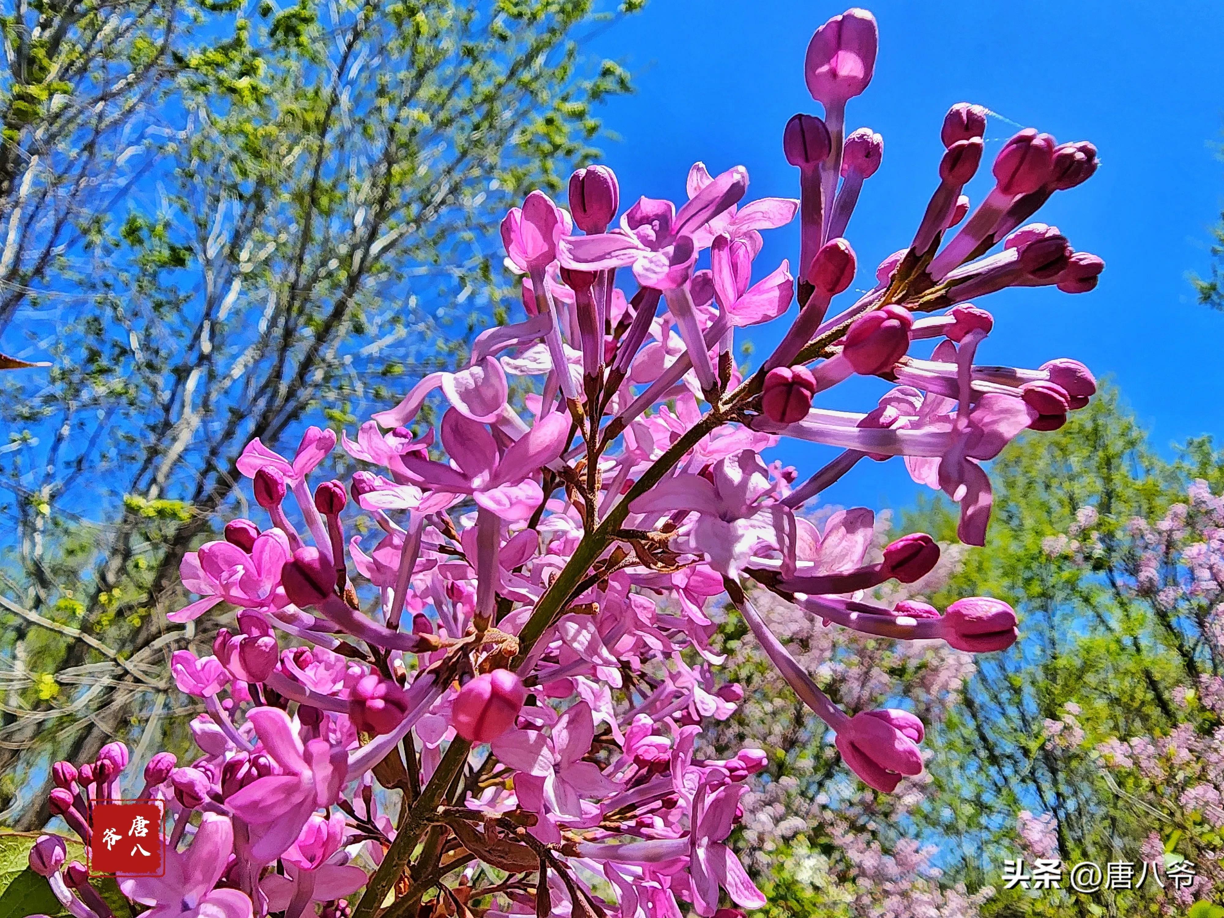 丁香5月，春天的芬芳（细数丁香五月的美好）(图8)