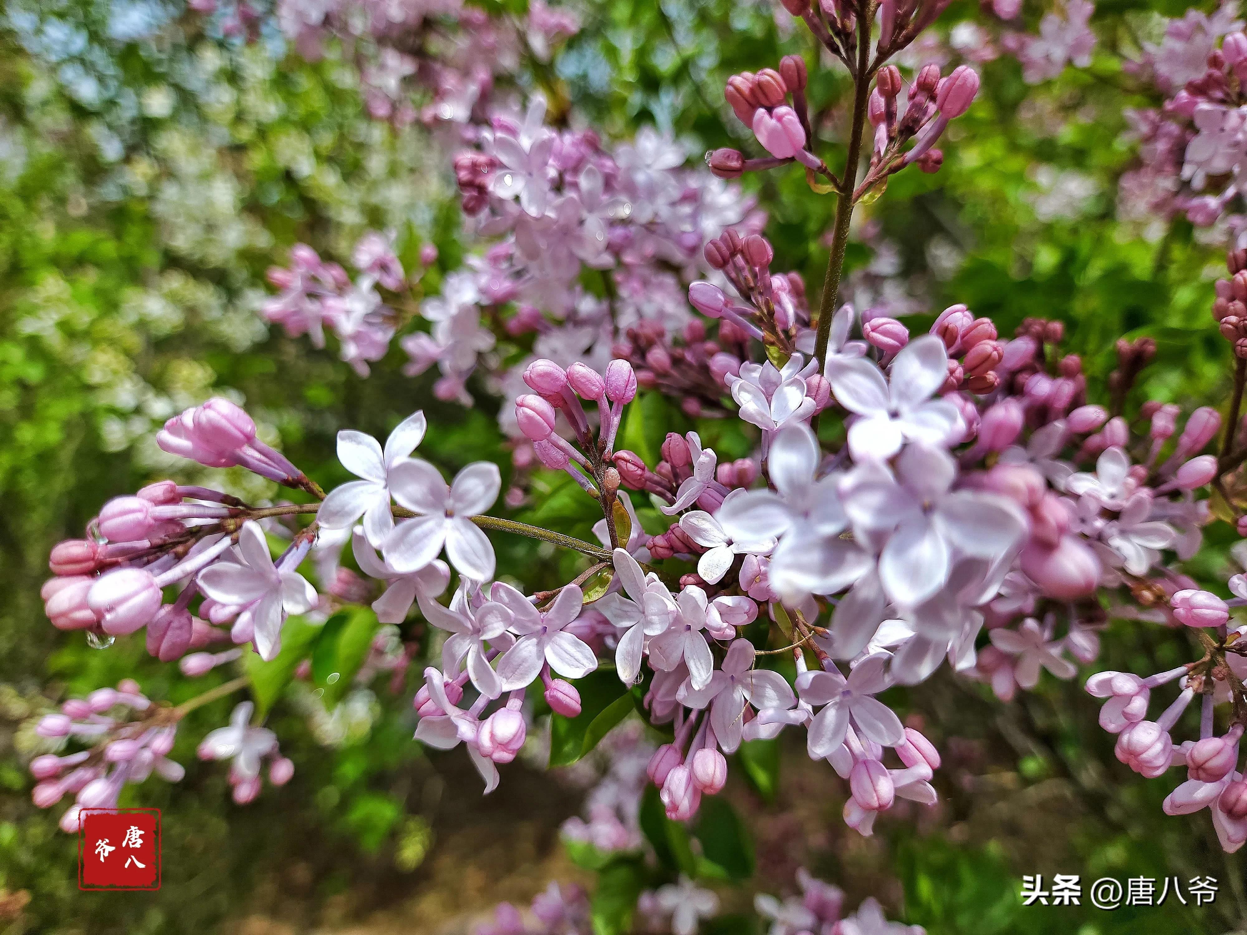 丁香5月，春天的芬芳（细数丁香五月的美好）(图9)