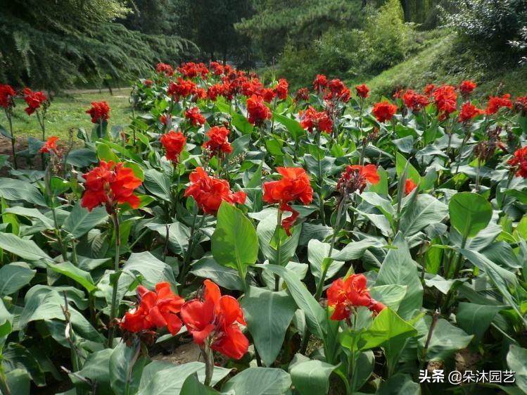 草本和木本的区别（探讨草本植物与木本植物的生长特征及用途差异）(图4)