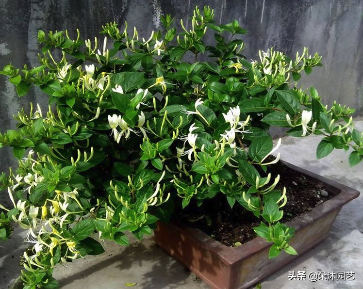 草本和木本的区别（探讨草本植物与木本植物的生长特征及用途差异）(图7)