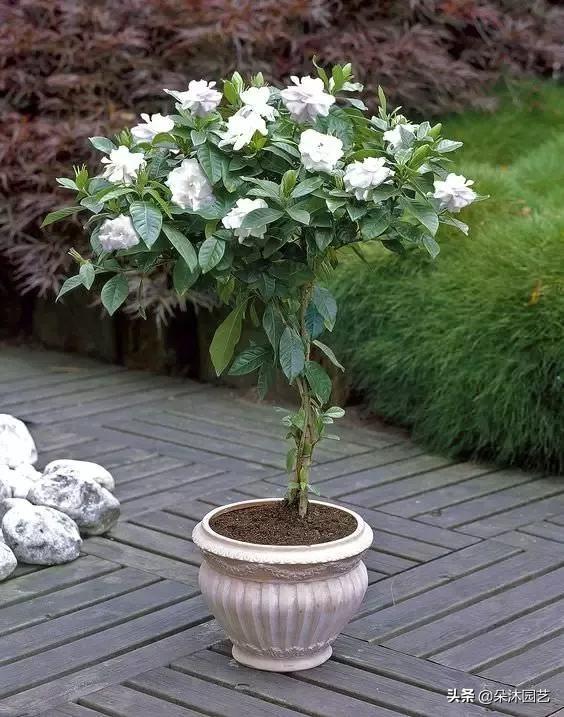 草本和木本的区别（探讨草本植物与木本植物的生长特征及用途差异）(图6)