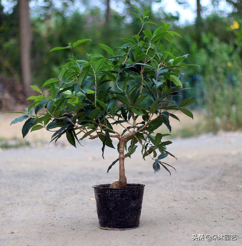 草本和木本的区别（探讨草本植物与木本植物的生长特征及用途差异）(图5)