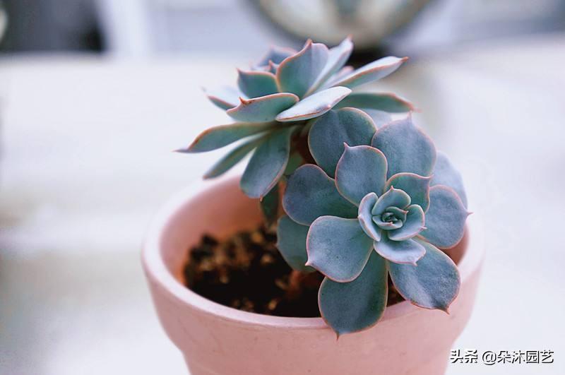 草本和木本的区别（探讨草本植物与木本植物的生长特征及用途差异）(图9)