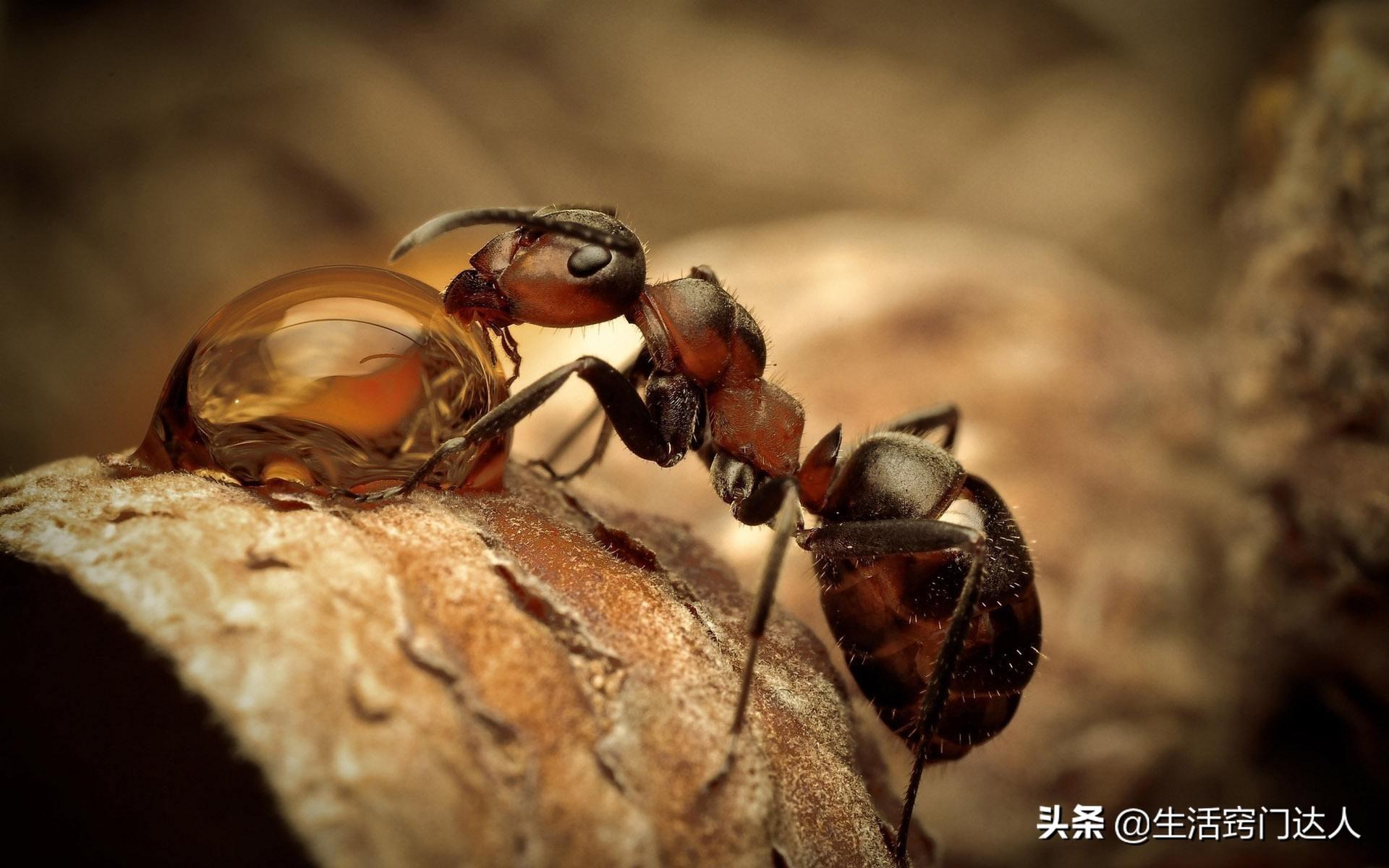 家中出现蚂蚁该如何处理（如何有效地消灭家中蚂蚁的方法与技巧）(图1)