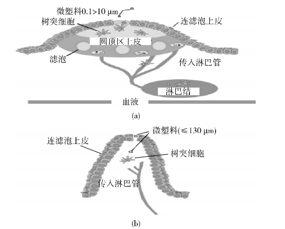 聚丙烯对人体是否有害（探讨聚丙烯材料是否对人体健康有影响）(图7)