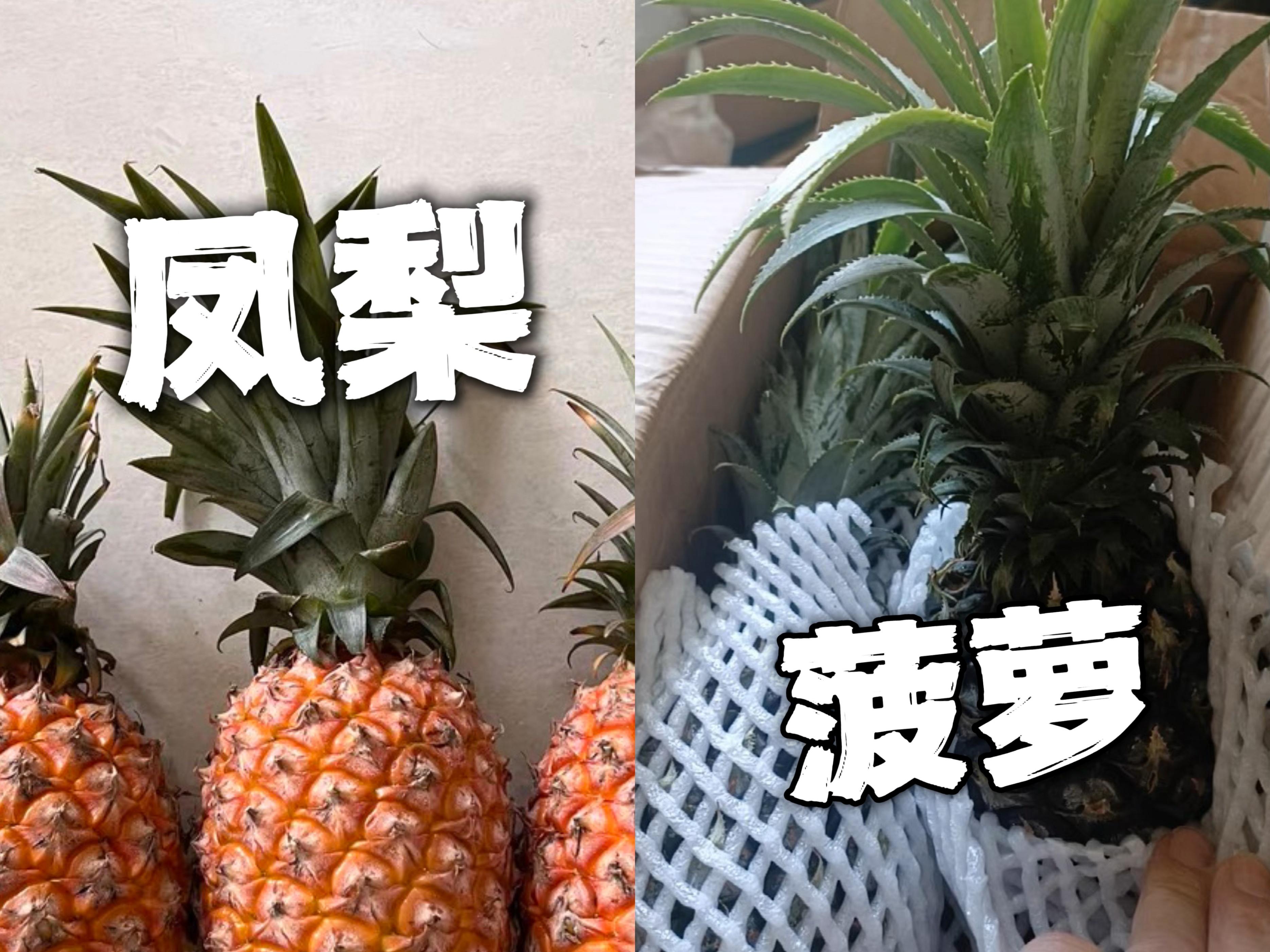 菠萝与凤梨（区分菠萝和凤梨的特点和区别）(图1)