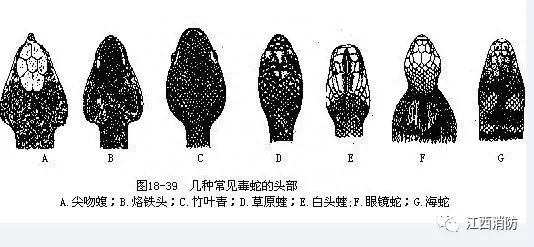 家里有蛇怎么驱赶出去(图10)