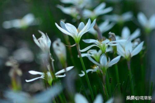 白花葱兰的种植方法介绍？（养殖白花葱兰注意事项）(图2)