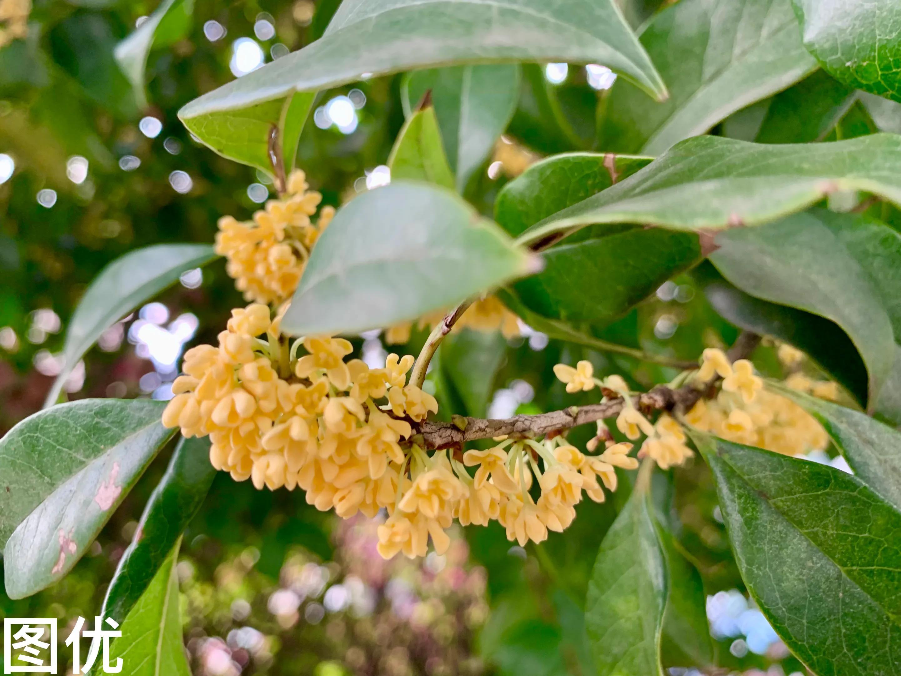 桂花的学名叫什么？（什么是桂花有什么特性？）(图4)