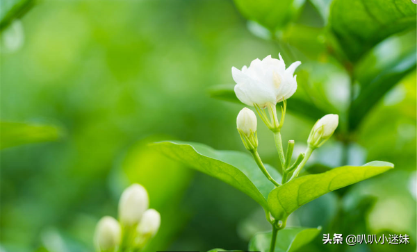 茉莉的花语是什么？（茉莉花花语及代表意义）(图2)