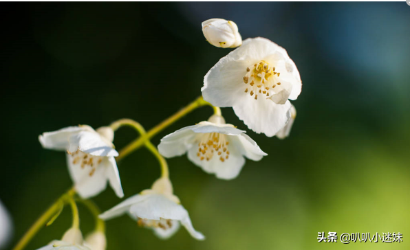 茉莉的花语是什么？（茉莉花花语及代表意义）(图3)