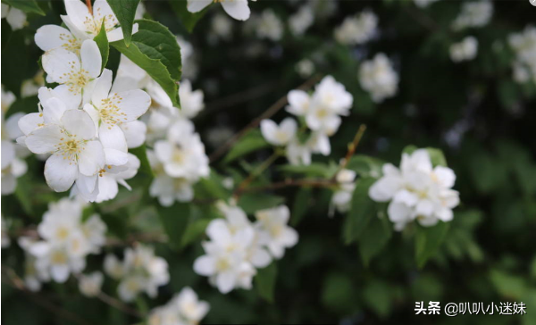 茉莉的花语是什么？（茉莉花花语及代表意义）(图6)