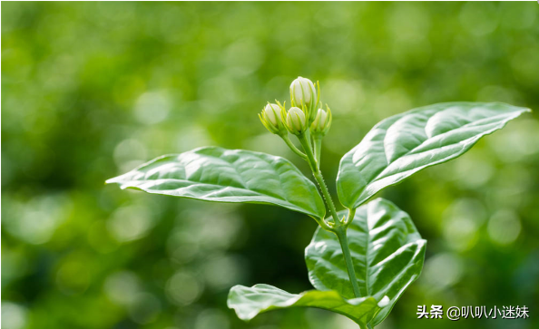 茉莉的花语是什么？（茉莉花花语及代表意义）(图4)