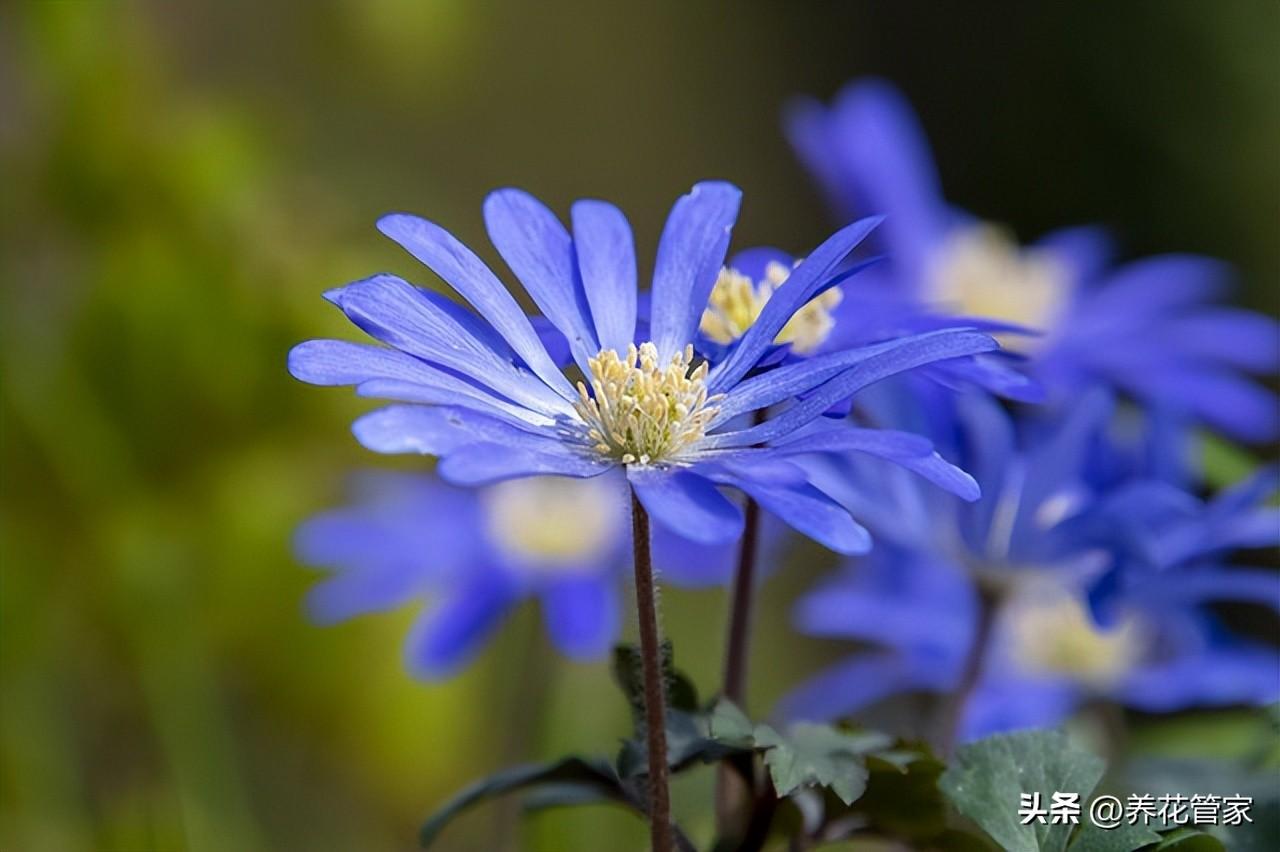 小雏菊的花语和寓意粉色（了解不同颜色雏菊的花语）(图3)