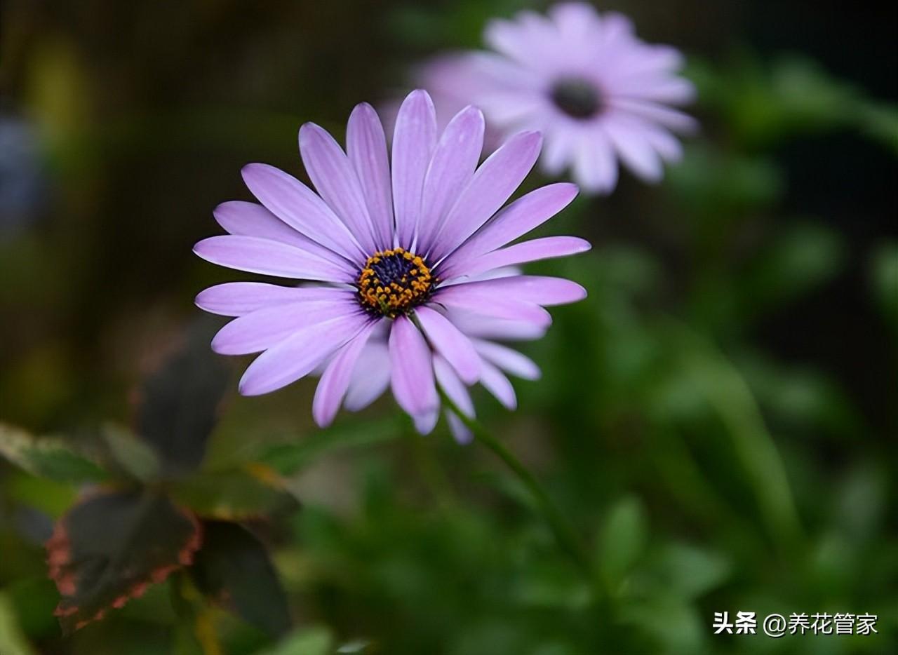 小雏菊的花语和寓意粉色（了解不同颜色雏菊的花语）(图4)