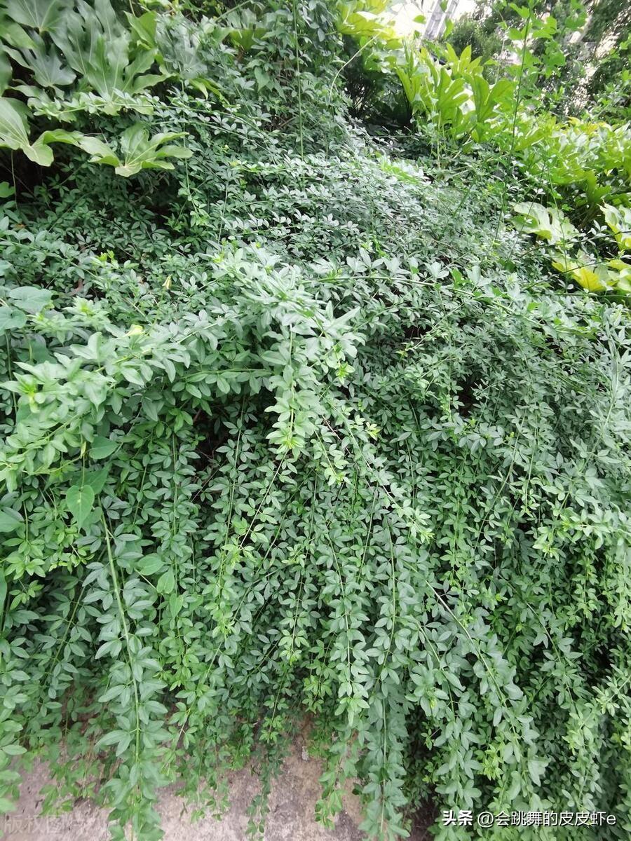 常见防辐射植物有哪些？（吸收电脑辐射的绿植有哪些？）(图10)