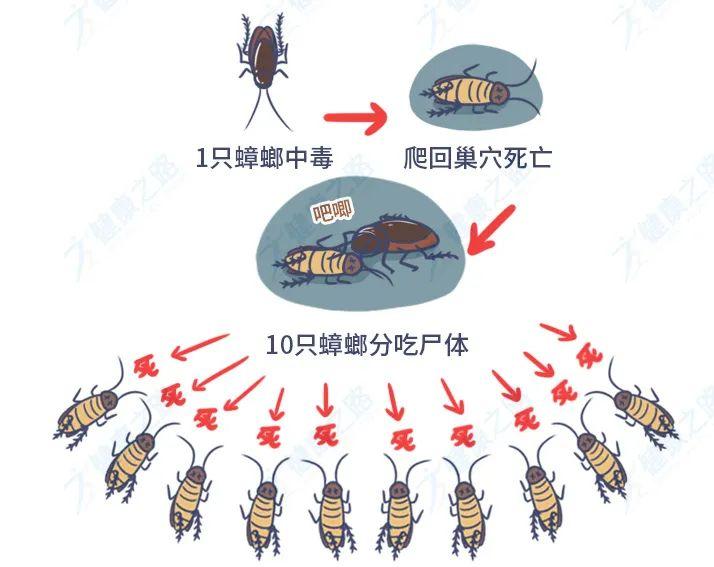 家里房间有蟑螂怎么办？（能把家里的蟑螂彻底消灭的办法）(图2)